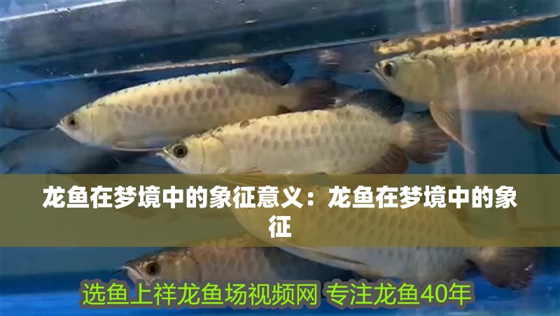 龍魚在夢境中的象征意義：龍魚在夢境中的象征