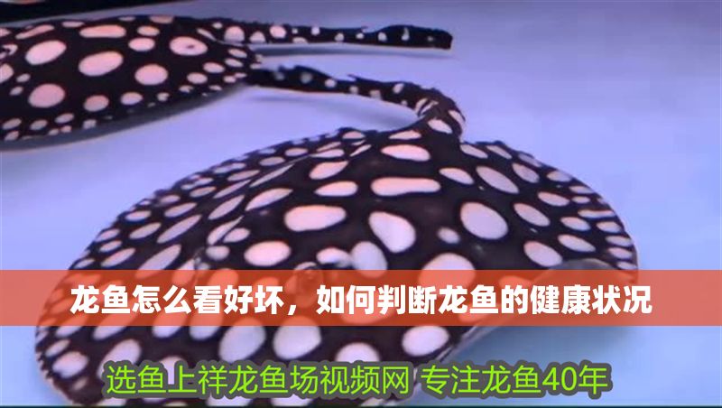 龍魚怎么看好壞，如何判斷龍魚的健康狀況