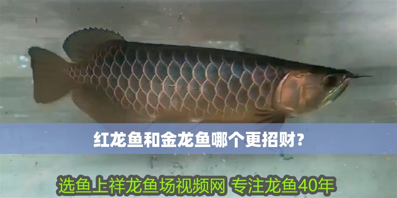 紅龍魚和金龍魚哪個更招財？