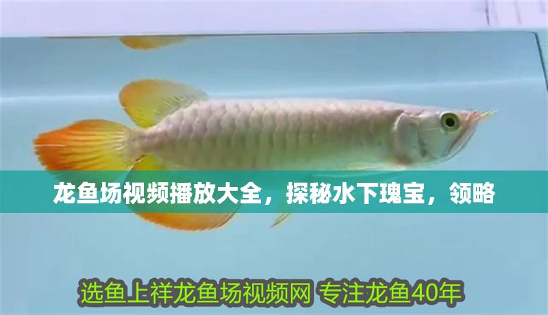 龍魚場視頻播放大全，探秘水下瑰寶，領略