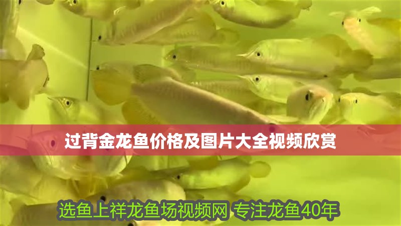 過背金龍魚價格及圖片大全視頻欣賞