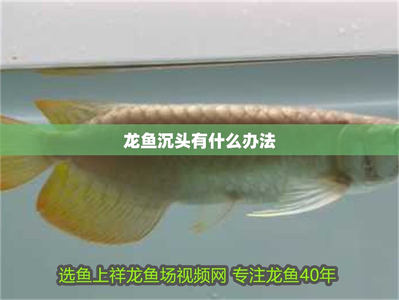 龍魚沉頭有什么辦法