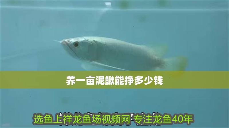 養一畝泥鰍能掙多少錢