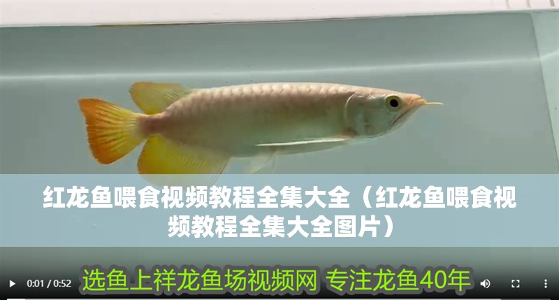 紅龍魚喂食視頻教程全集大全（紅龍魚喂食視頻教程全集大全圖片）