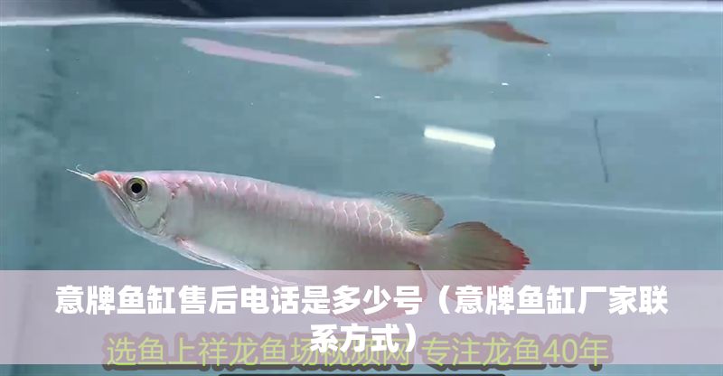 意牌魚缸售后電話是多少號（意牌魚缸廠家聯系方式）
