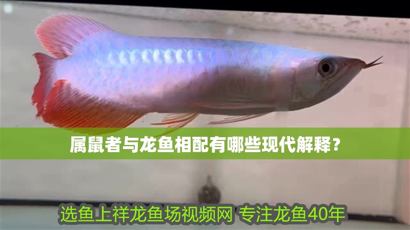 屬鼠者與龍魚相配有哪些現代解釋？