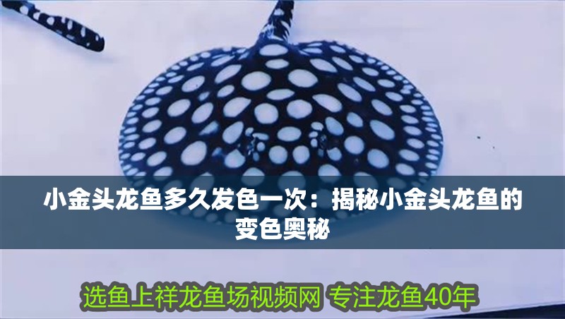小金頭龍魚多久發色一次：揭秘小金頭龍魚的變色奧秘