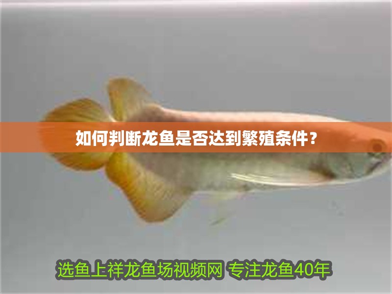 如何判斷龍魚是否達到繁殖條件？