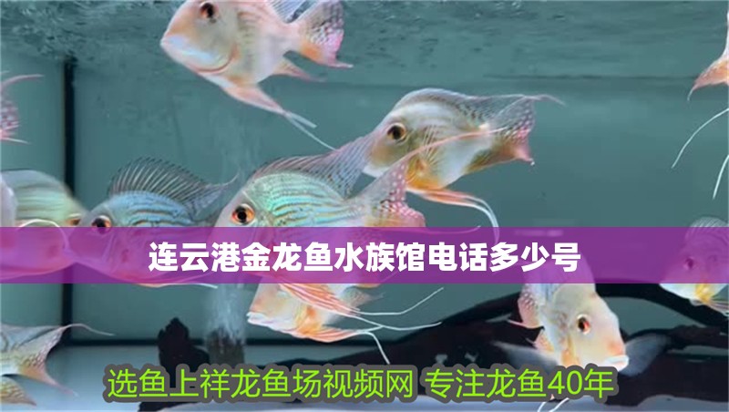 連云港金龍魚水族館電話多少號