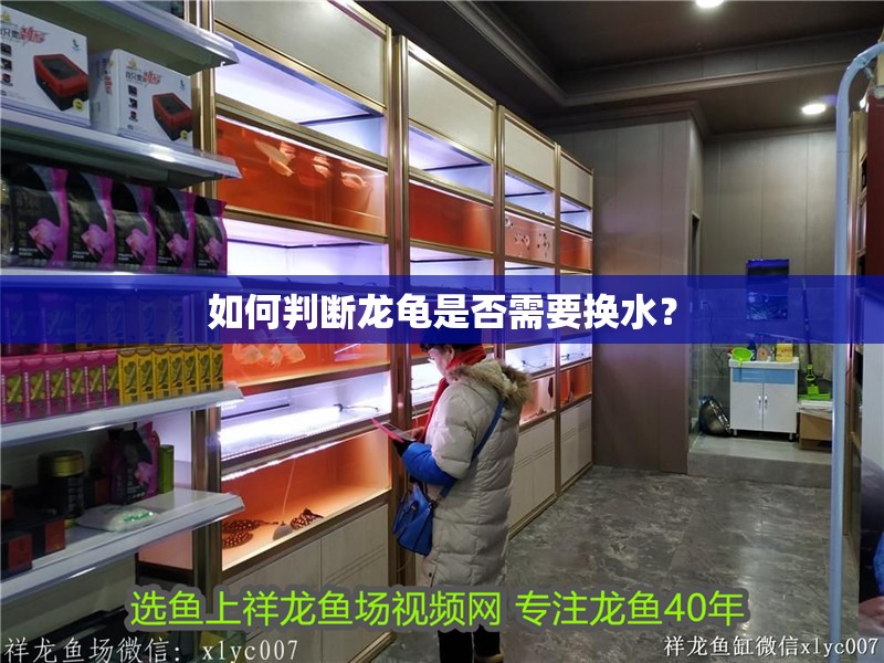 如何判斷龍龜是否需要換水？