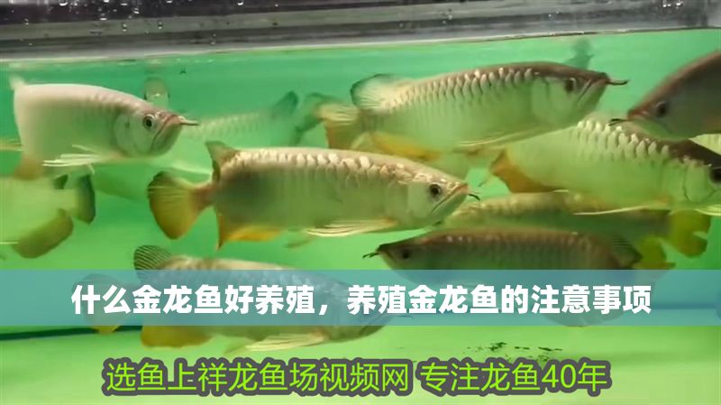 什么金龍魚(yú)好養(yǎng)殖，養(yǎng)殖金龍魚(yú)的注意事項(xiàng)
