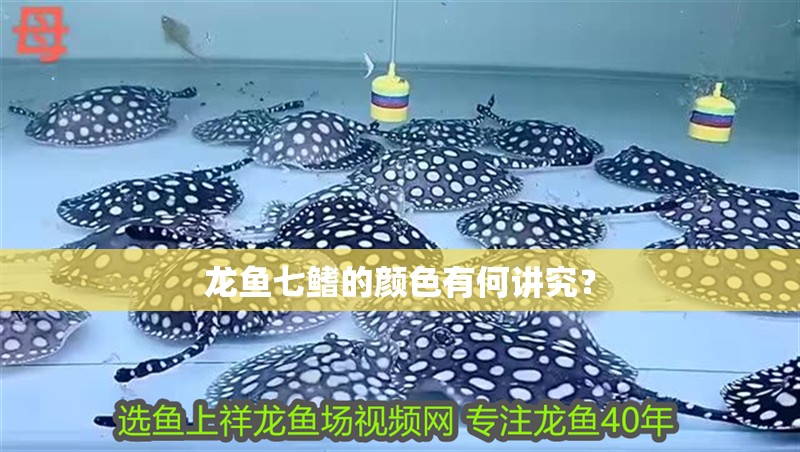 龍魚七鰭的顏色有何講究？