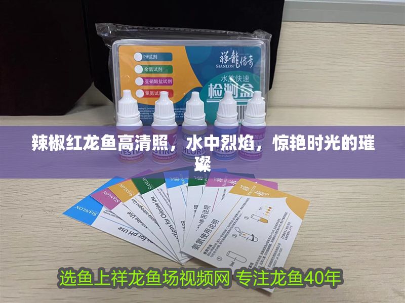 辣椒紅龍魚(yú)高清照，水中烈焰，驚艷時(shí)光的璀璨