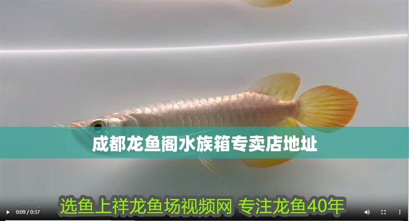成都龍魚閣水族箱專賣店地址