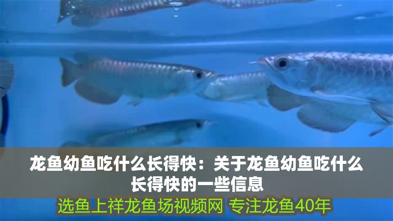 龍魚幼魚吃什么長(zhǎng)得快：關(guān)于龍魚幼魚吃什么長(zhǎng)得快的一些信息