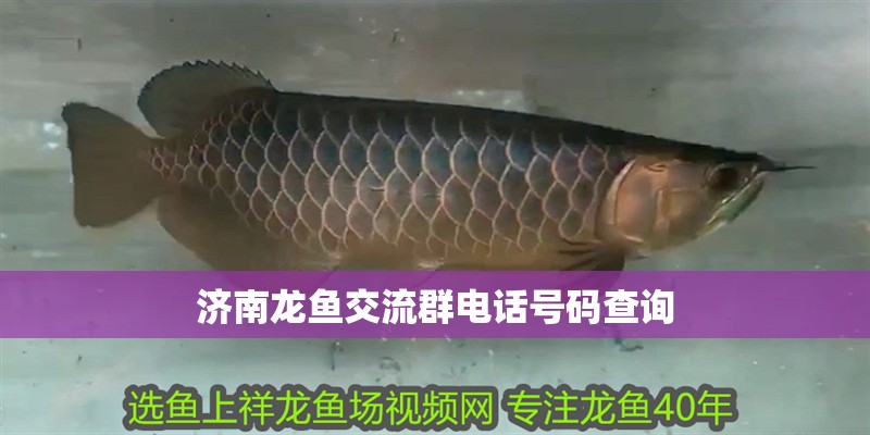 濟(jì)南龍魚交流群電話號碼查詢