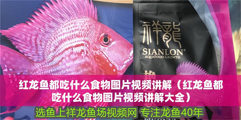 紅龍魚都吃什么食物圖片視頻講解（紅龍魚都吃什么食物圖片視頻講解大全）