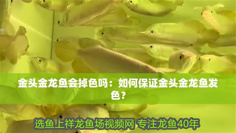 金頭金龍魚會掉色嗎：如何保證金頭金龍魚發色？