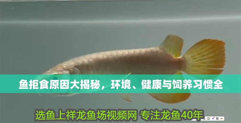 魚拒食原因大揭秘,環(huán)境、健康與飼養(yǎng)習慣全 龍魚百科 第2張 魚拒食原因大揭秘,環(huán)境、健康與飼養(yǎng)習慣全 魚拒食原因大揭秘,環(huán)境、健康與飼養(yǎng)習慣全 龍魚百科 第2張