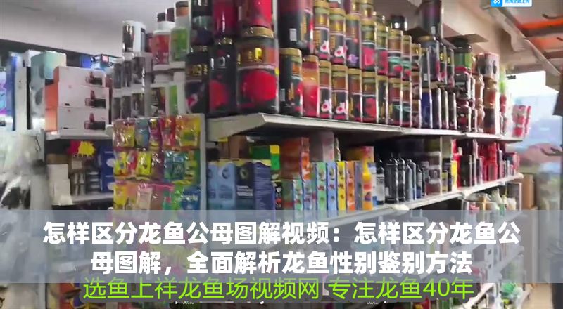 怎樣區(qū)分龍魚公母圖解視頻：怎樣區(qū)分龍魚公母圖解，全面解析龍魚性別鑒別方法