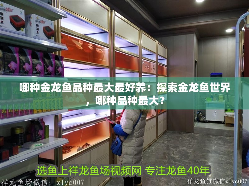 哪種金龍魚品種最大最好養：探索金龍魚世界，哪種品種最大？