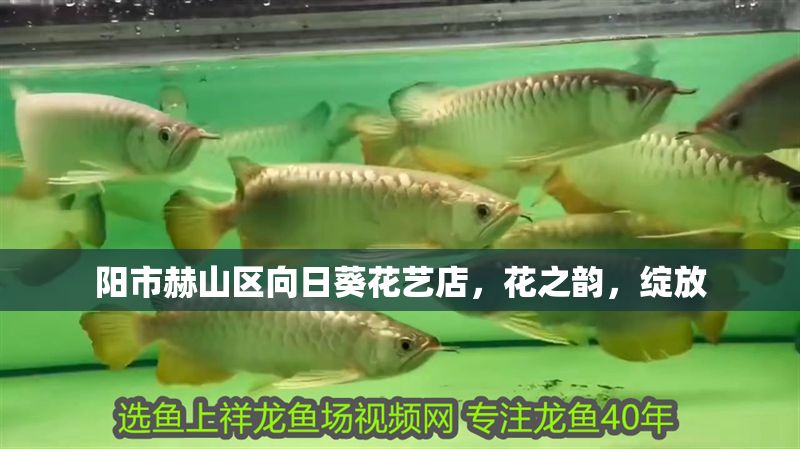 陽(yáng)市赫山區(qū)向日葵花藝店，花之韻，綻放