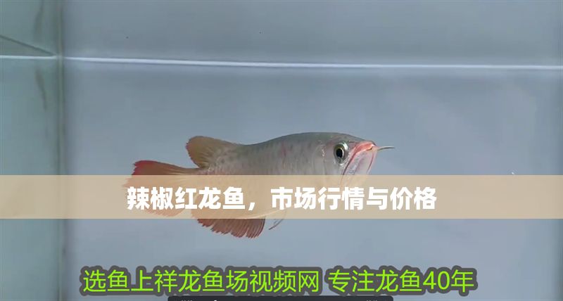 辣椒紅龍魚，市場行情與價格