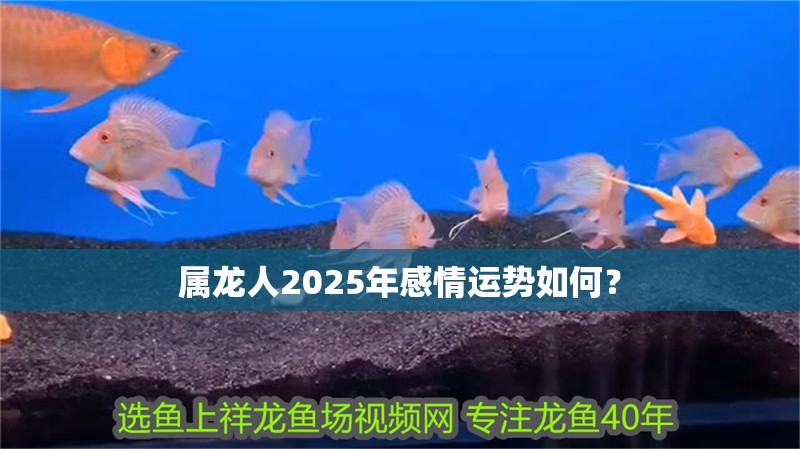 屬龍人2025年感情運勢如何？