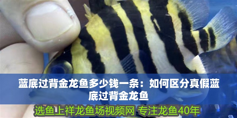 藍底過背金龍魚多少錢一條：如何區分真假藍底過背金龍魚