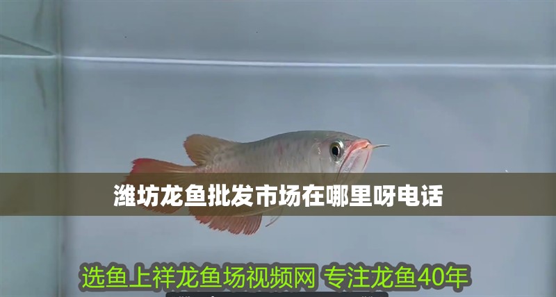 濰坊龍魚批發市場在哪里呀電話