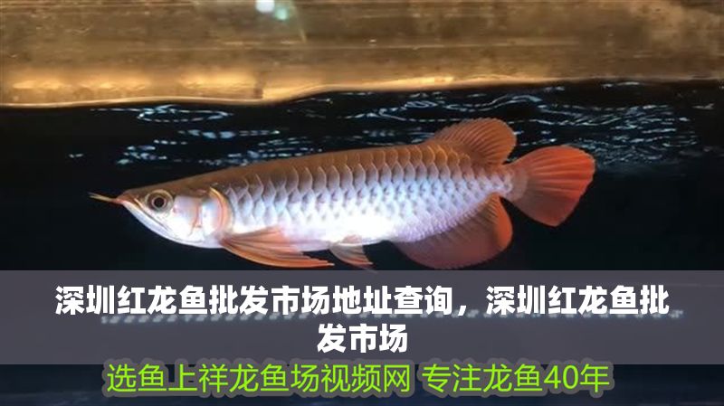 深圳紅龍魚批發市場地址查詢，深圳紅龍魚批發市場