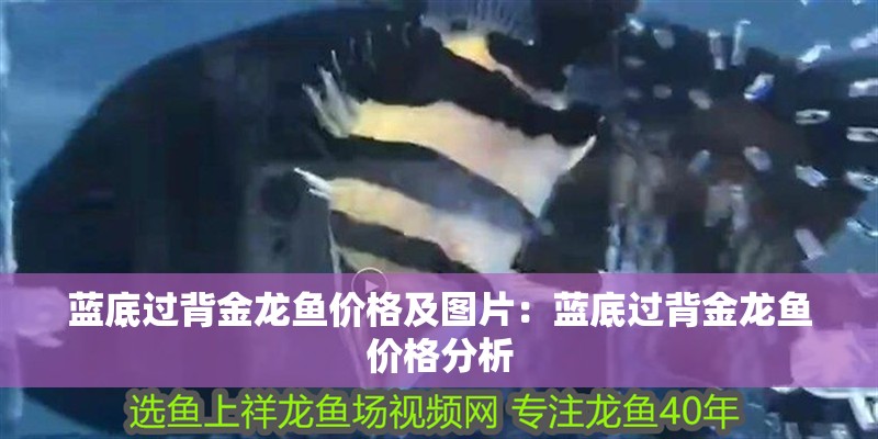 藍底過背金龍魚價格及圖片：藍底過背金龍魚價格分析