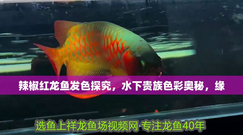 辣椒紅龍魚發色探究，水下貴族色彩奧秘，緣