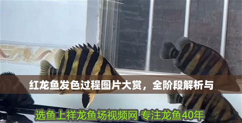 紅龍魚發色過程圖片大賞，全階段解析與