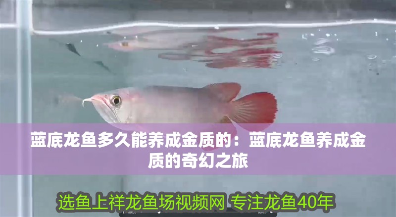 藍底龍魚多久能養成金質的：藍底龍魚養成金質的奇幻之旅