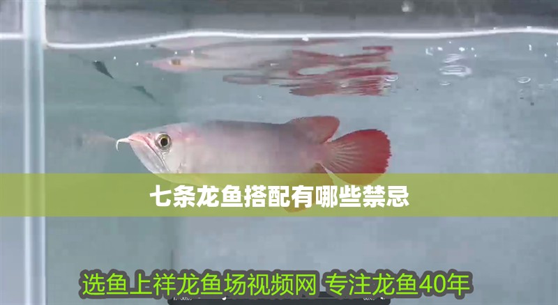 七條龍魚搭配有哪些禁忌