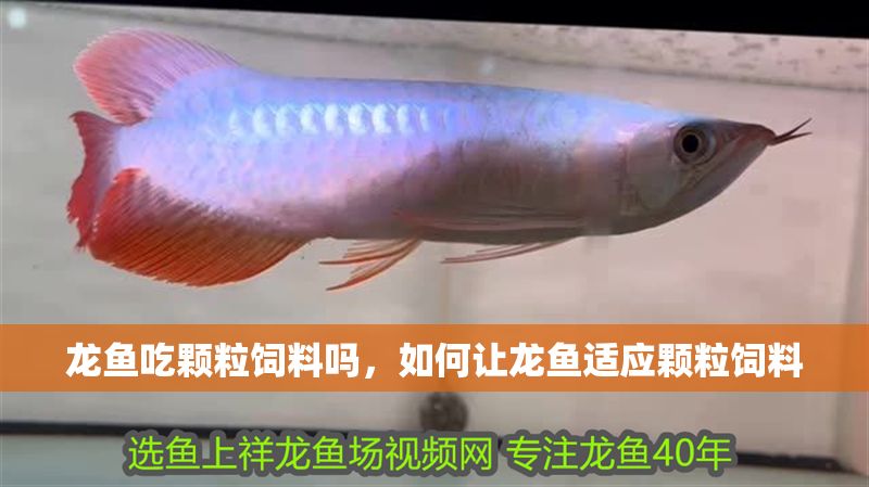 龍魚吃顆粒飼料嗎，如何讓龍魚適應顆粒飼料