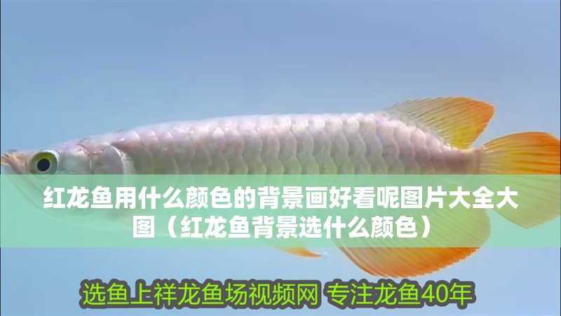 紅龍魚用什么顏色的背景畫好看呢圖片大全大圖（紅龍魚背景選什么顏色）