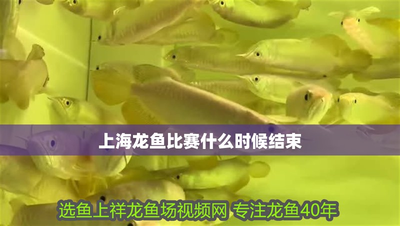 上海龍魚比賽什么時候結束