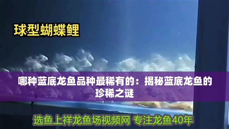 哪種藍底龍魚品種最稀有的：揭秘藍底龍魚的珍稀之謎