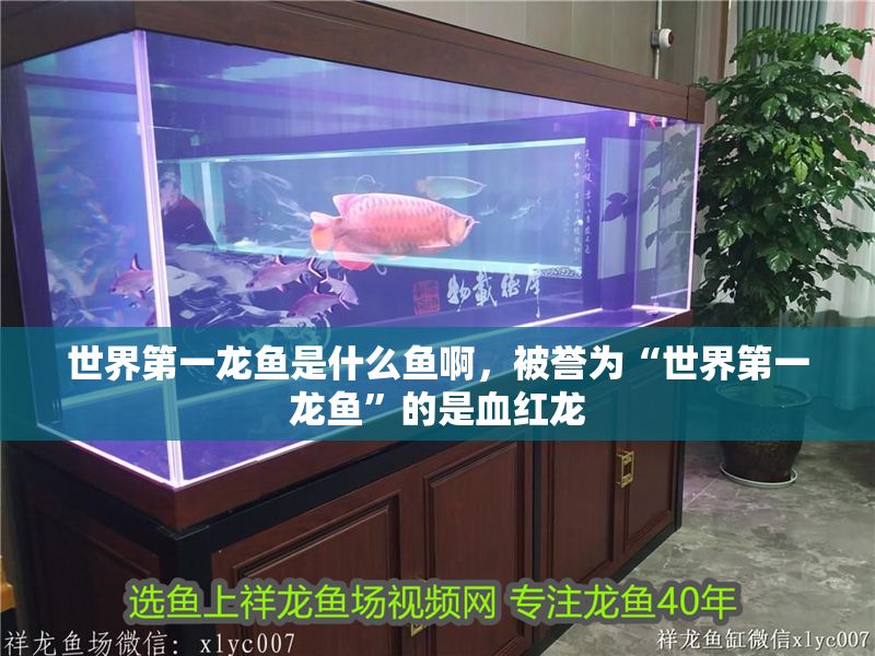 世界第一龍魚是什么魚啊，被譽為“世界第一龍魚”的是血紅龍