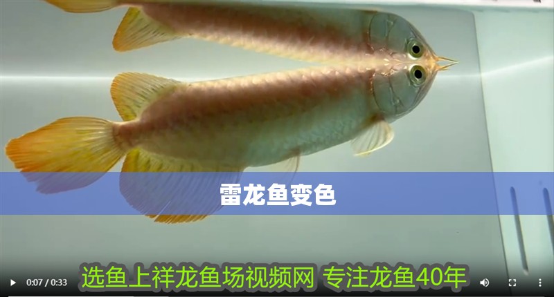 雷龍魚變色