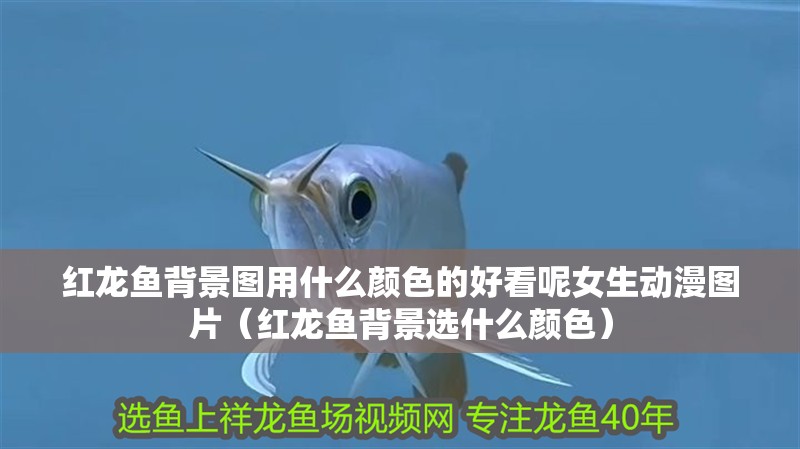 紅龍魚背景圖用什么顏色的好看呢女生動漫圖片（紅龍魚背景選什么顏色）