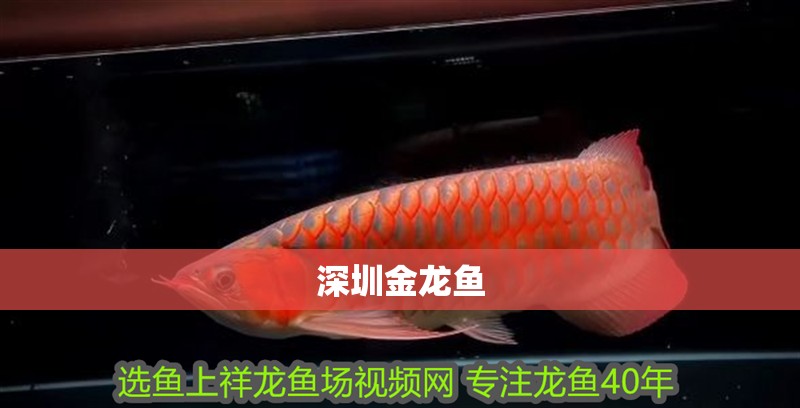 <strong><mark>深圳</mark></strong>金龍魚