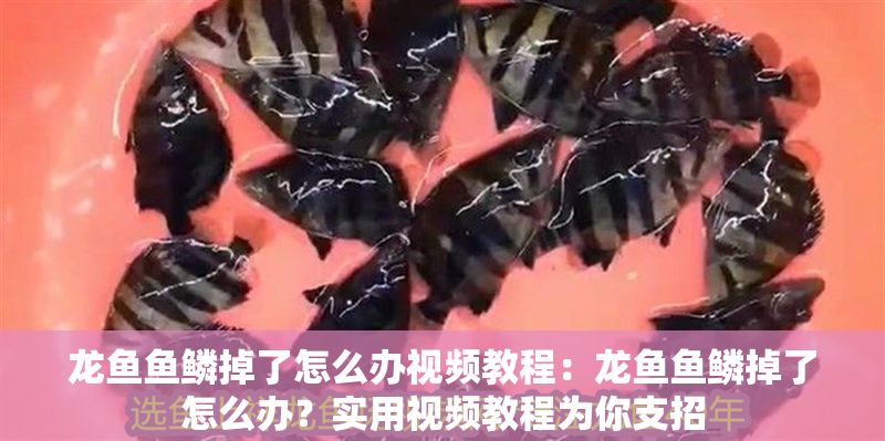龍魚魚鱗掉了怎么辦視頻教程：龍魚魚鱗掉了怎么辦？實用視頻教程為你支招