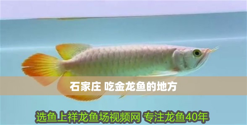石家莊 吃金龍魚的地方