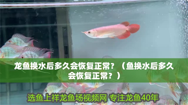 龍魚換水后多久會恢復正常？（魚換水后多久會恢復正常？）