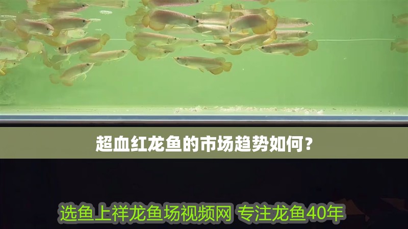 超血紅龍魚的市場趨勢如何？