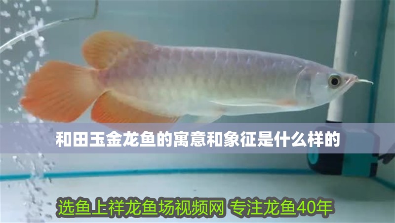 和田玉金龍魚的寓意和象征是什么樣的