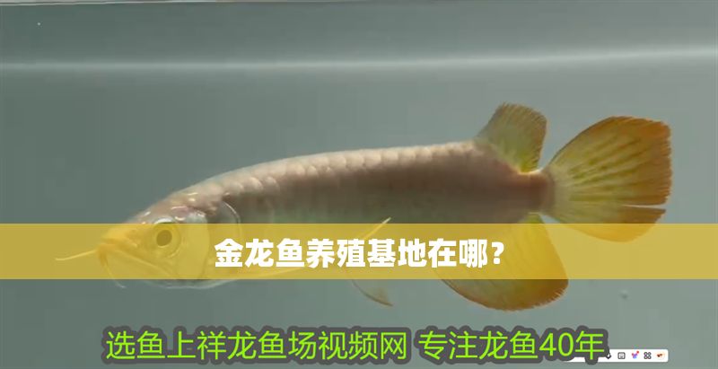 金龍魚養殖基地在哪？
